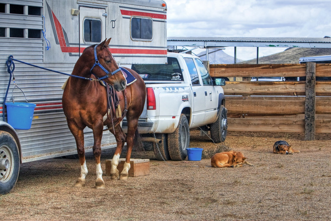 A Beginner's Guide to Team Roping: What to Expect at a Typical Event